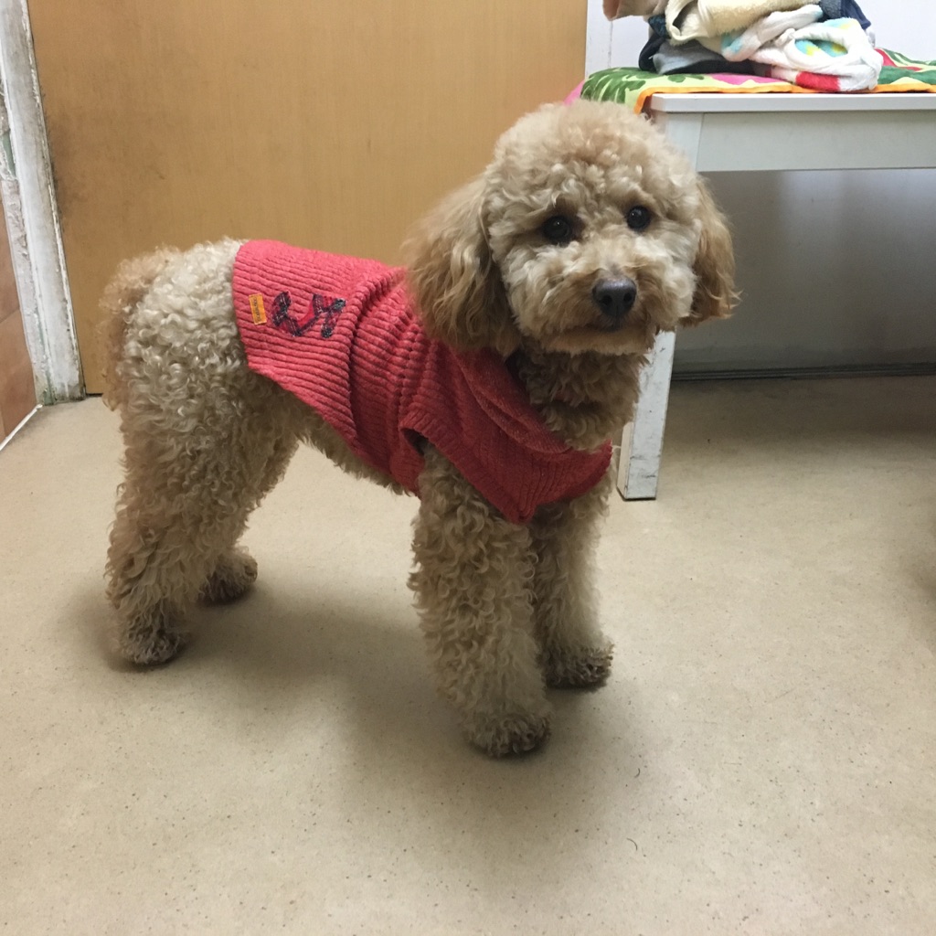 【今日の里帰りワンコ🐶チワワのヴィヴィちゃん💕、トイプードルのシェリちゃん💕】2018,2,15